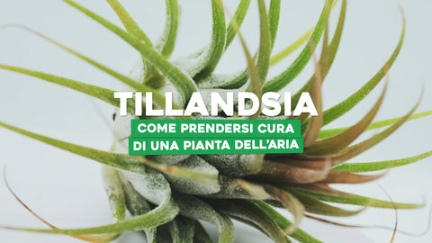 Tillandsia: come prendersi cura di una pianta dell'aria - Simegarden