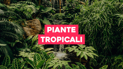 Foto Piante Tropicali: Viaggio Fotografico nel Mondo Esotico del Verde