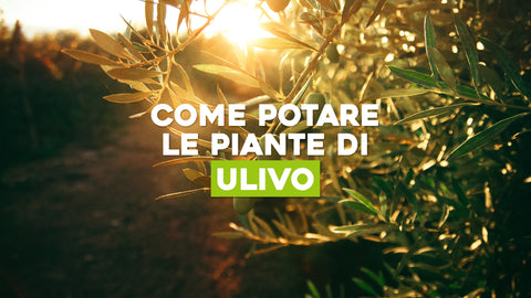 Come Potare le Piante di Ulivo: Scopri la Tecnica Perfetta