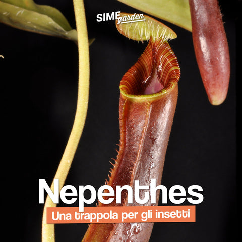 Una pianta carnivora letale - Simegarden