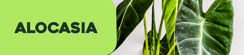 Alocasia