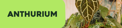Anthurium