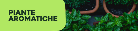 Piante aromatiche