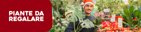 Piante da regalare a Natale