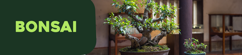 Bonsai
