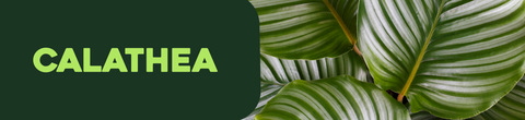 Calathea