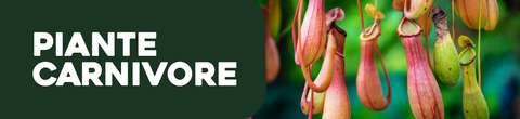 Piante carnivore