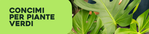 Concimi per piante verdi - Nutrizione