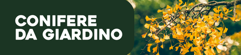 Conifere da giardino