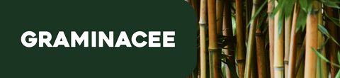 Graminacee