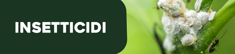 Insetticidi piante