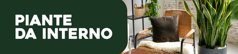 Piante da interno e da appartamento