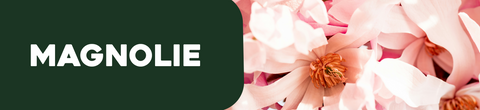 Piante magnolie