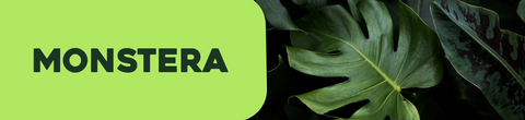 Monstera