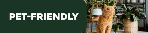 Piante Pet Friendly