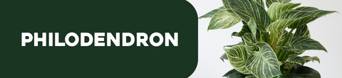 Philodendron