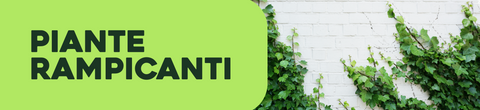 Piante rampicanti