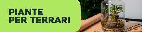 Terrari con piante