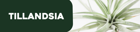 Tillandsia