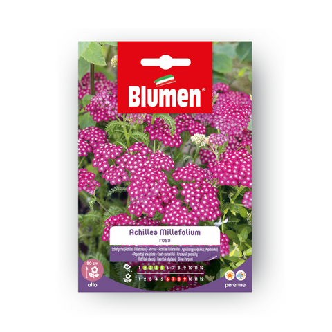 Semi Achillea Millefolium Rosa
