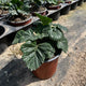 Acanthus mollis