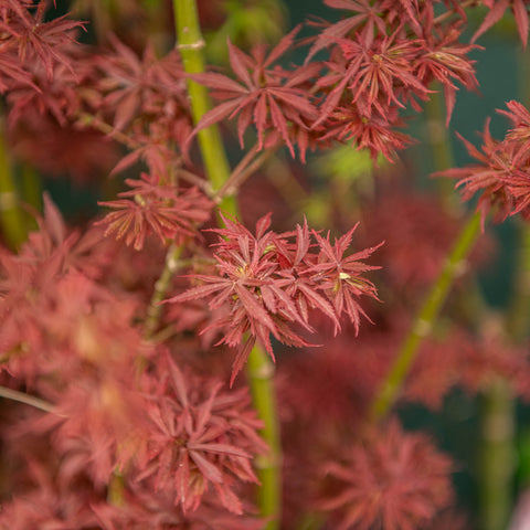 Acer palmatum 'Jerre Schwartz'