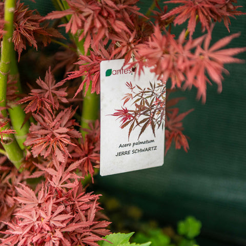 Acer palmatum 'Jerre Schwartz'