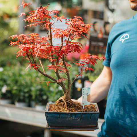 Acero deshojo bonsai