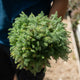 Simegarden Achillea crithmifolia 17 cm
