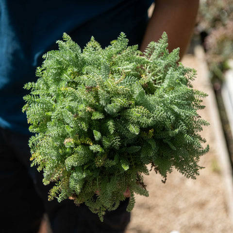 Simegarden Achillea crithmifolia 17 cm