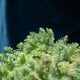 Simegarden Achillea crithmifolia 17 cm