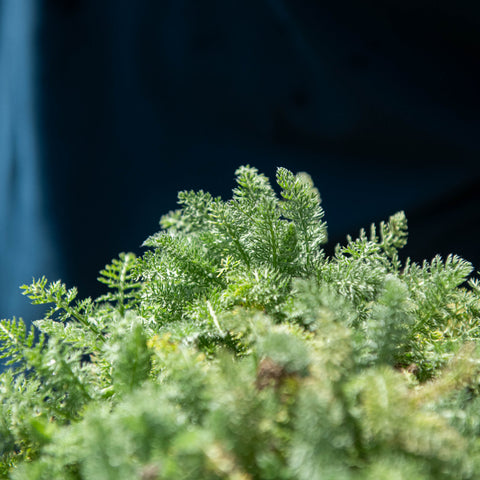 Simegarden Achillea crithmifolia 17 cm