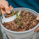 Agapanthus precox