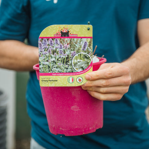 Agastache blue fortune