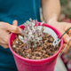 Agastache blue fortune