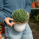 Simegarden Agave victoriae reginae 18 cm