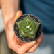 Astrophytum myriostigma nudum kikko