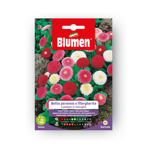 Bellis Perennis Semi