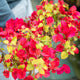 Bougainvillea albero