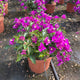 Bougainvillea alexandra