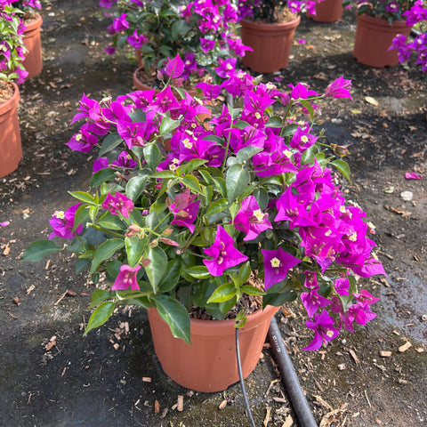 Bougainvillea alexandra