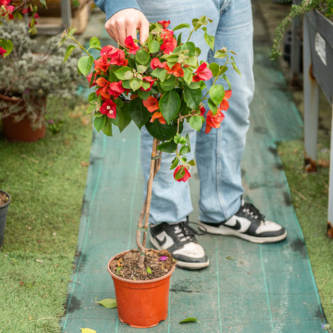 Bougainvillea albero