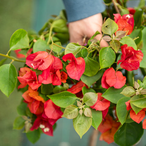 Bougainvillea albero
