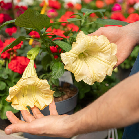 Brugmansia arborea giallo