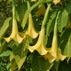 Brugmansia arborea giallo