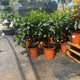 Limone nano