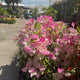Bougainvillea rampicante
