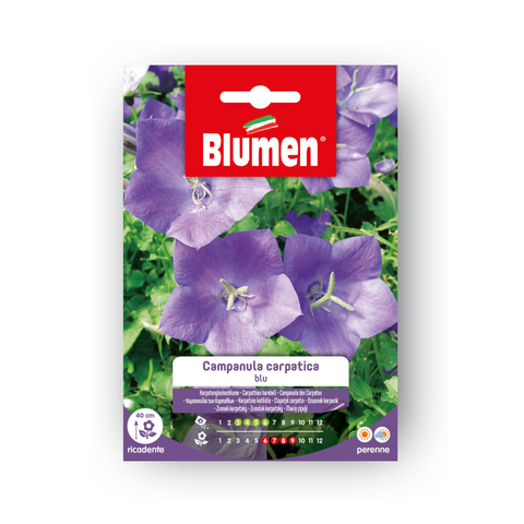 Semi Campanula Carpatica Blu