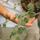 Simegarden Cappero