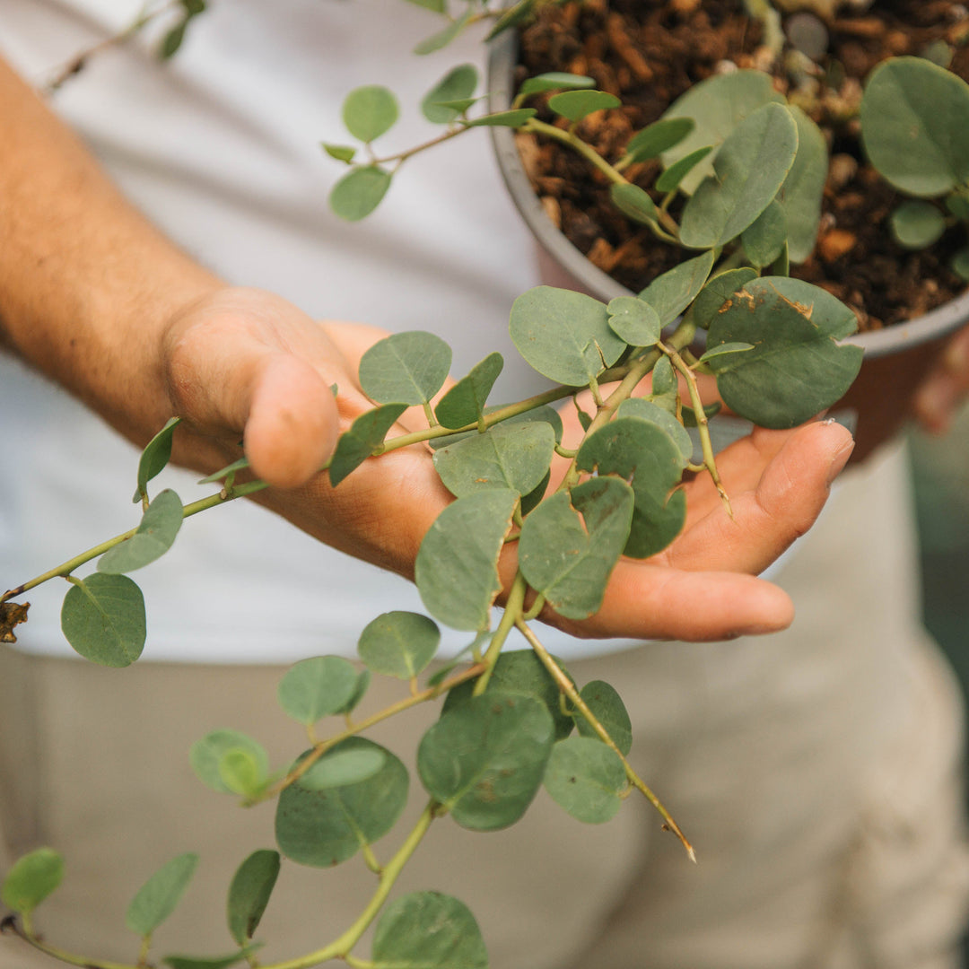 Cappero (Capparis spinosa) – Simegarden